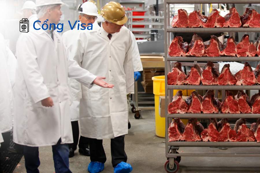 Làm việc tại nhà máy chế biến thịt bò, phân loại và đóng gói, đào tạo tại chỗ