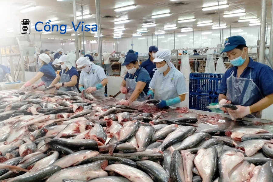 Cổng Visa giới thiệu cơ hội việc làm EB-3 tại nhà máy chế biến cá giúp lao động Việt lấy thẻ xanh Mỹ
