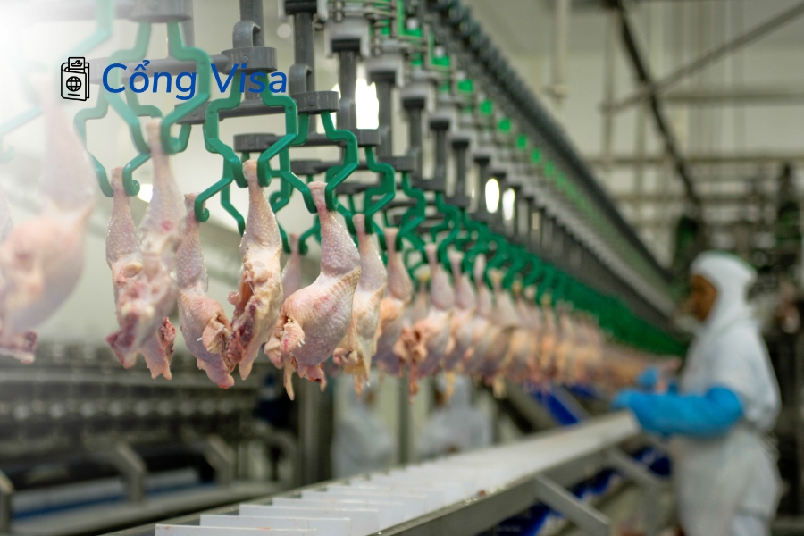 Làm việc tại nhà máy chế biến thịt gà, phân loại, đóng gói, đào tạo tại chỗ, không cần kinh nghiệm