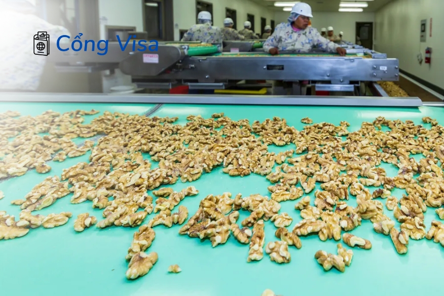 Làm việc tại nhà máy xử lý hạt, phân loại và đóng gói, đào tạo tại chỗ, không cần kinh nghiệm